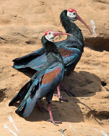 Southern Bald Ibis